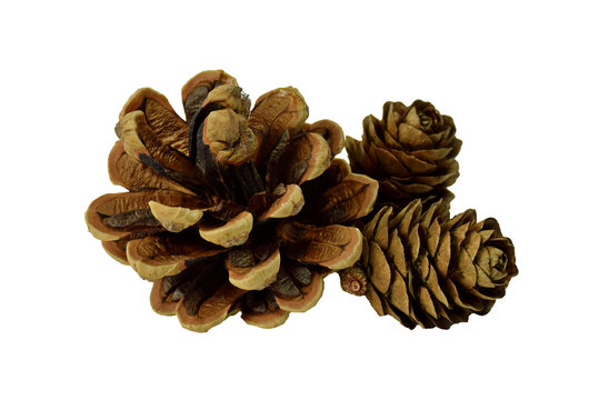 Several cones closeup isolated without shadow.