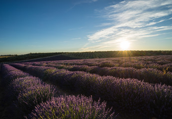 Fototapeta na wymiar lavender and sunrise