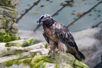 Bearded vulture (Gypaetus barbatus) .  Lammergeier or Bearded Vu