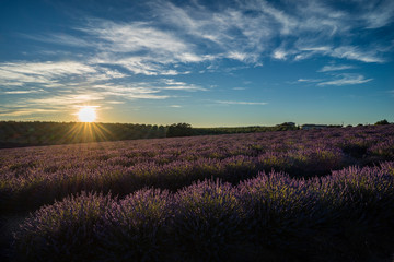 lavender and sunrise