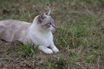 Naklejka na ściany i meble chat beige aux yeux bleus