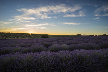 Fototapeta na wymiar lavender sunset