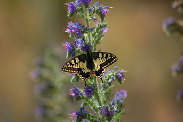 Papillon