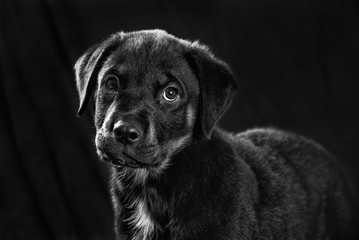 Rottweiler puppy portrait in black and white