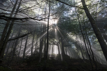 Strahlender Wald (Color)