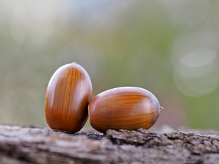 Oak acorns dried