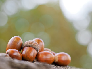 Oak acorns dried