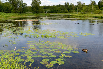 View of the river Warm in the summer. Gatchina, Leningrad region