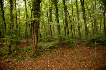 Obraz premium Bosque de hayas