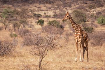 giraffes, Samburu, Kenya