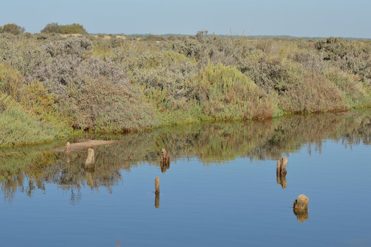 paisajes de aves y marisma en las salinas 