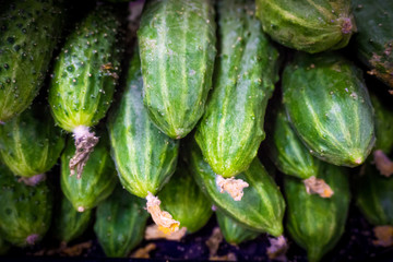 Pile of fresh green cucumbers