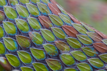 Fototapeta premium close up of snake skin texture