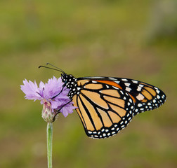 Danaus plexippus, Monarch butterfly, on a purple cornfloweragaoinst spring green background