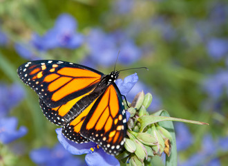 Dorsal view of a Monarch butterfly on a beautiful blue Spiderwort flower