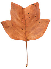 Yellow Poplar leaf