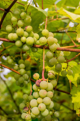 Ripe Bunche of White Wine Grapes.  Grape. Grape harvest. Grape p