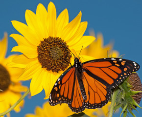 Monarch butterfly feeding on a sunflower against clear blue sky