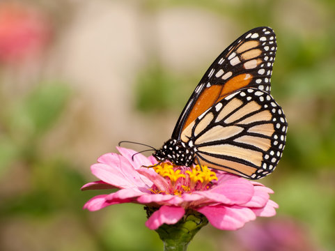 Beautiful orange and black Monarch butterfly feeding on a pink flower