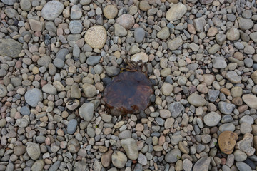 Jelly fish on pebble beach