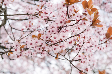 Cherry tree with its leaves and flowers