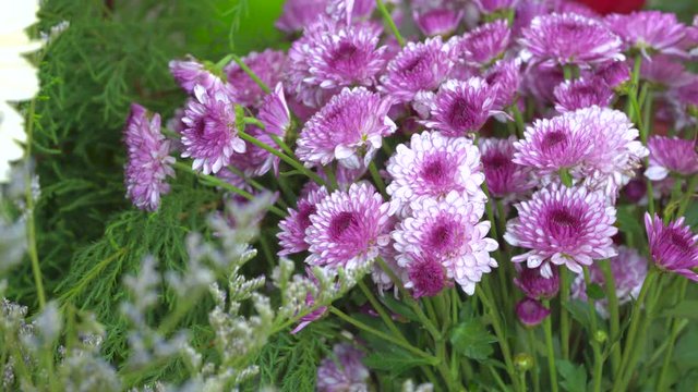Close up shot of purple mums flower blooming 