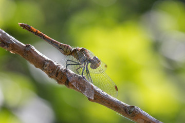 Symp&eacute;trum commun (Sympetrum vulgatum) femelle