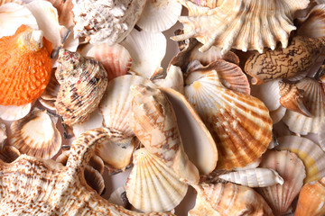 Lot of seashells