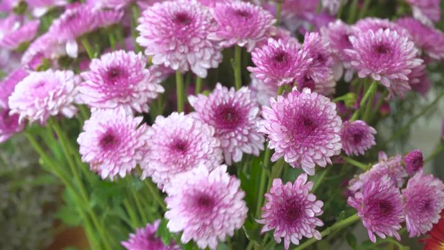 Close up shot of spraying water on purple blooming mums flower to keep flowers fresh