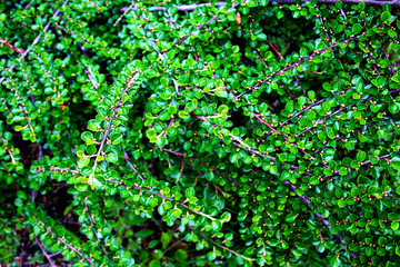 Cotoneaster bush horizontal.