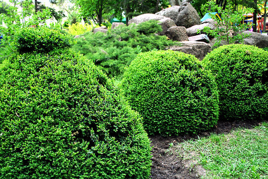Green boxwood bushes in the park.