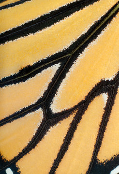 Macro image of a live Monarch butterfly wing