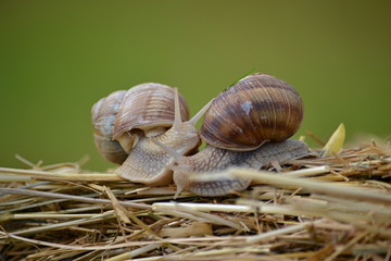 two  snails crawling over straw after the rain