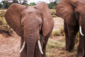 Fototapeta na wymiar Elephant eating Samburu National Park, Kenya, Africa