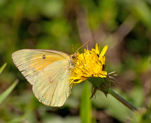 Orange Sulphur butterfly feeding on a Dandelion