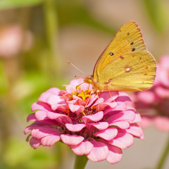 Orange sulphur butterfly in summer garden