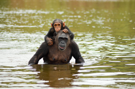 &Icirc;le aux singes
