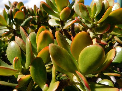 Geldbaum Crassula