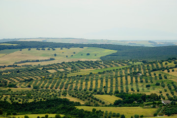 Italian rolling hills.