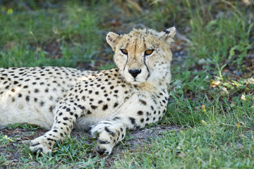 Naklejka na ściany i meble Cheetah lying in the shade