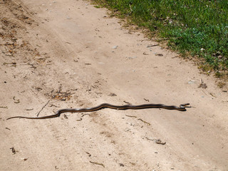 Snake strives to cross a country road and hide in the grass