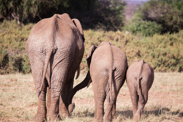 Fototapeta premium family of elephants in Masai Mara Kenya