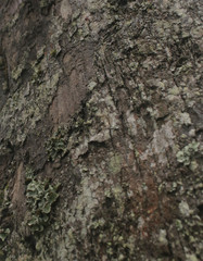 Textura Arbol Pino