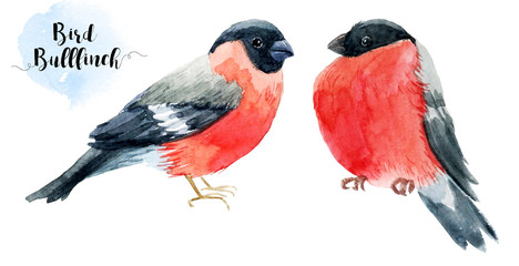 Watercolor hand drawn bullfinch