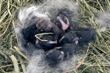 Newborn Dwarf Dutch rabbits   in the nest of dry grass and down