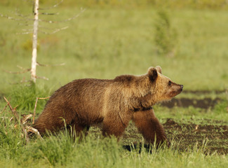 Obraz premium Eurasian Brown Bear (Ursus arctos arctos) In Kuusamo in Finland, near the Russian border.