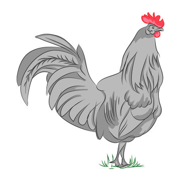 gray rooster standing on grass clip art preview