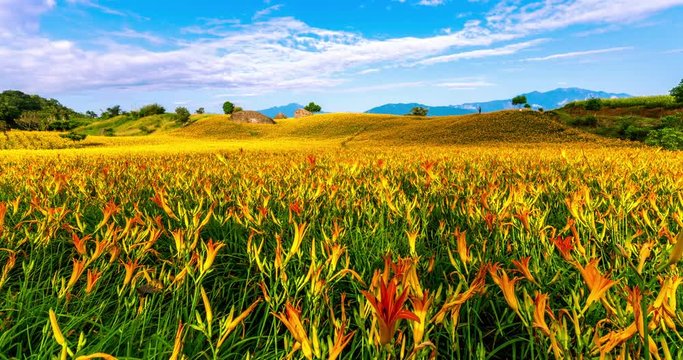 Timelapse of sea of daylily flowers in Mountain