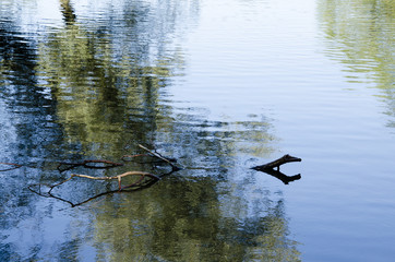 Reflection of trees in water