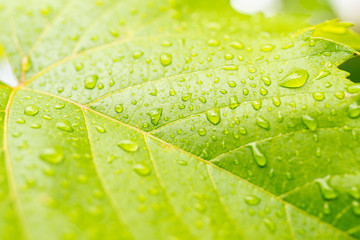 Grüne Blätter mit Wassertropfen